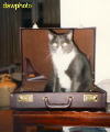 In my briefcase