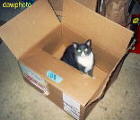 In a Dell shipping box
